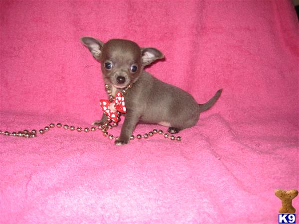 Chihuahua Puppies
