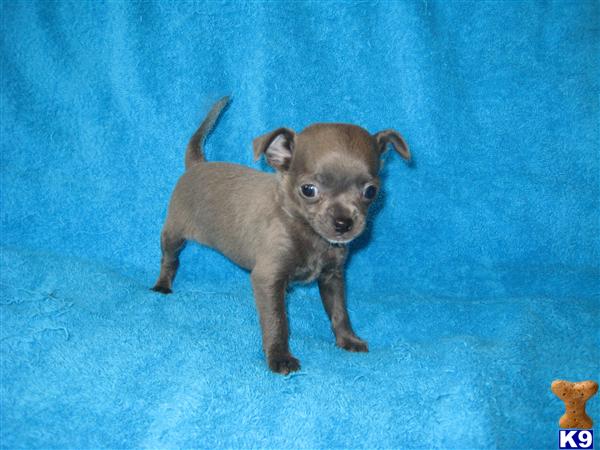 Chihuahua Puppies