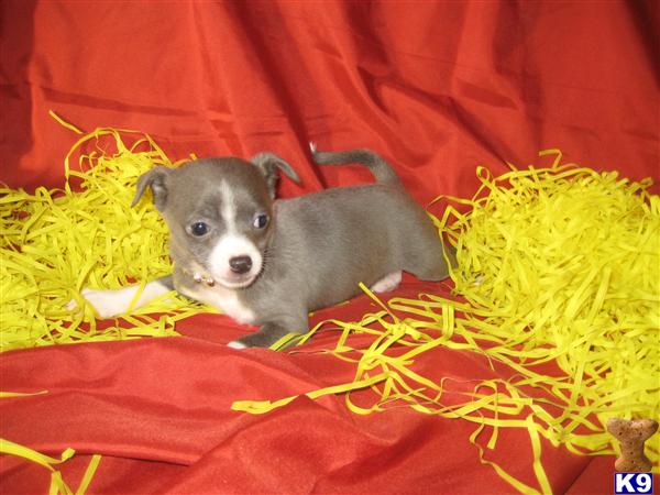 Puppies in OH