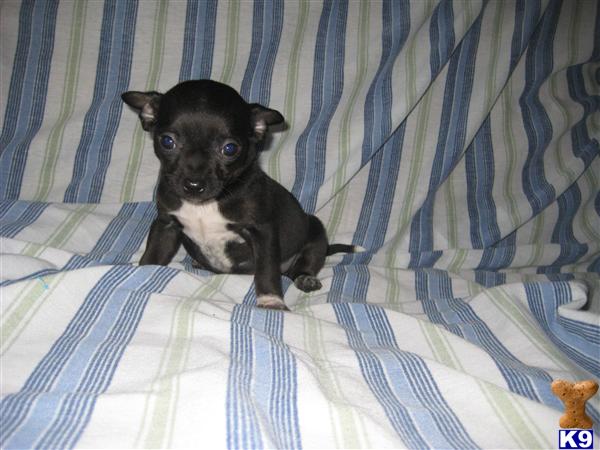 Puppies in OH