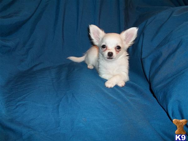 Puppies in Newcomerstown