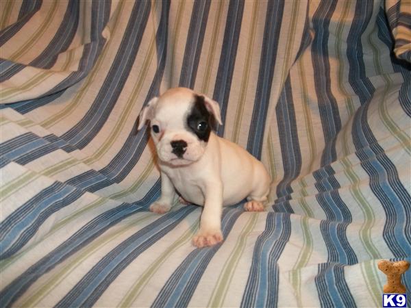 French Bulldog Puppies