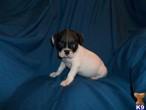 French Bulldog Puppies