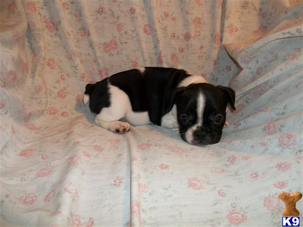 French Bulldog Puppies