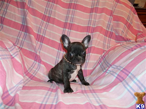 French Bulldog Puppies