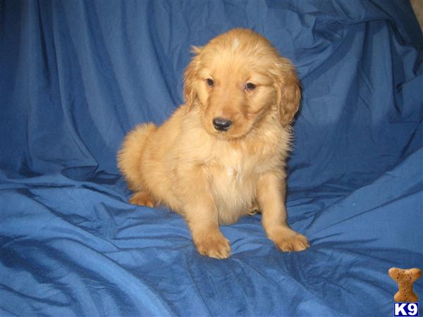 Puppies in OH