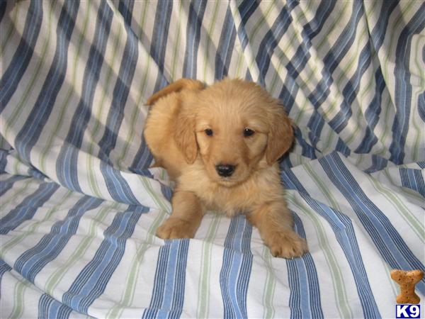 Puppies in OH
