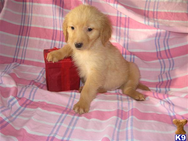 Puppies in OH