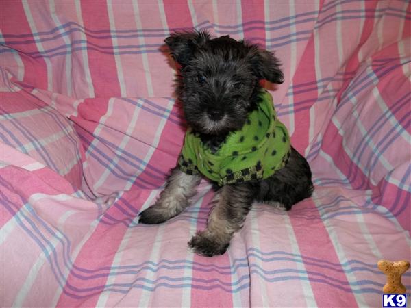 Puppies in Newcomerstown