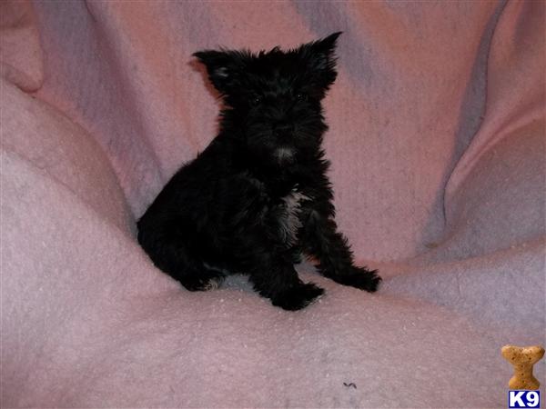 Puppies in Newcomerstown
