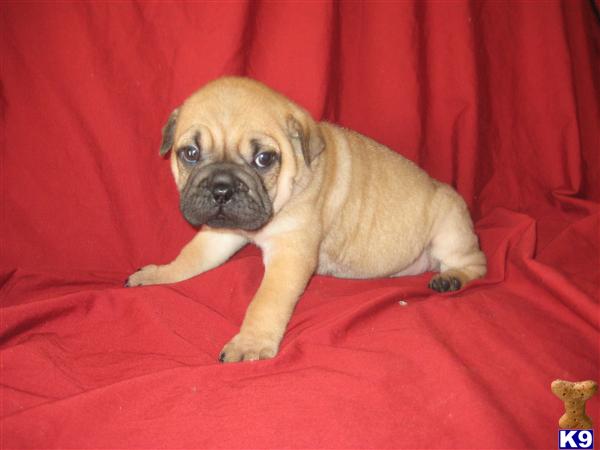 Mixed Breed Puppies
