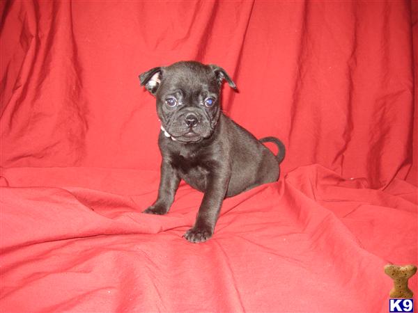 Puppies in OH
