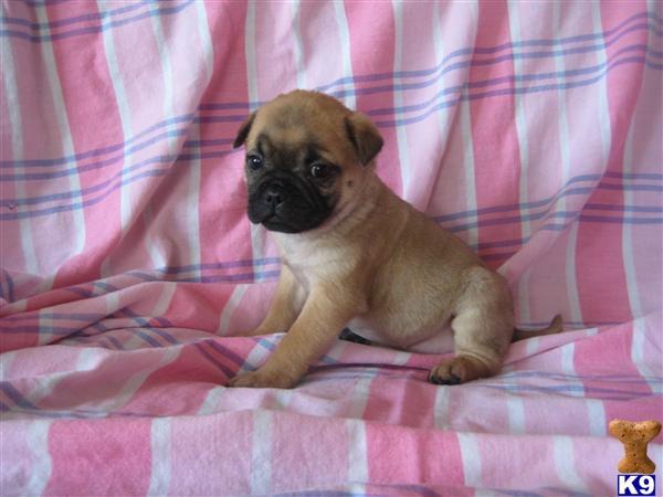 Mixed Breed Puppies
