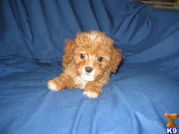 Mixed Breed Puppies