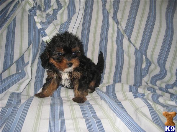 Mixed Breed Puppies
