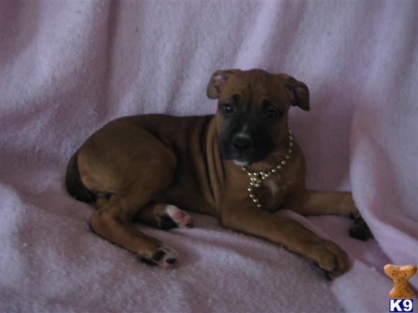 Mixed Breed Puppies