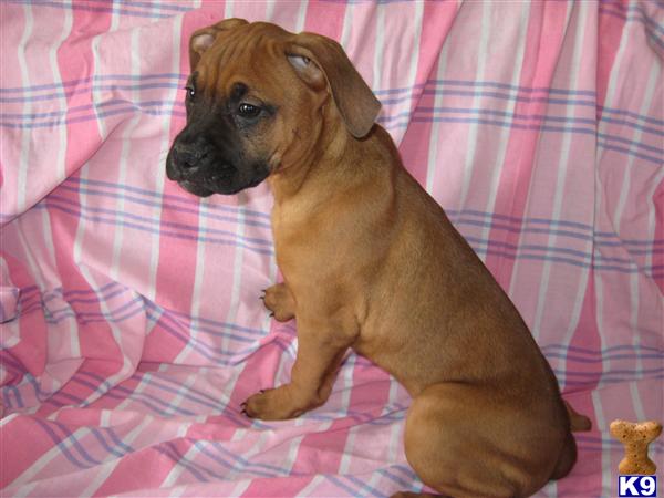 Mixed Breed Puppies