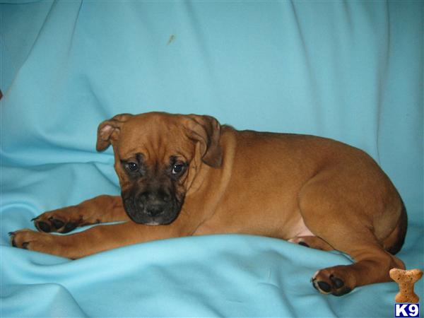 Mixed Breed Puppies