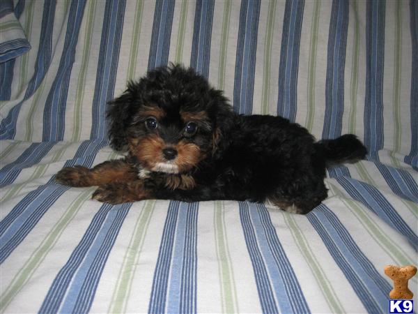 Puppies in OH