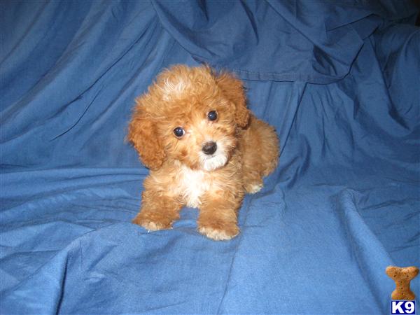 Puppies in OH
