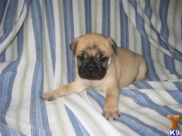 Puppies in OH