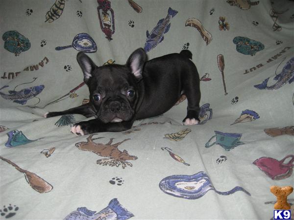 Puppies in OH