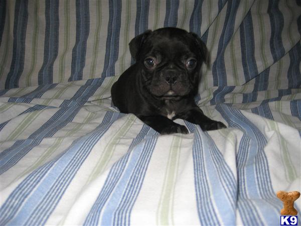 Puppies in OH