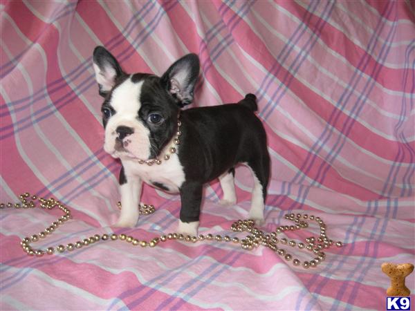 Puppies in OH