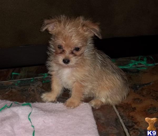 Mixed Breed Puppies