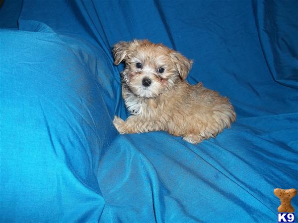 Mixed Breed Puppies