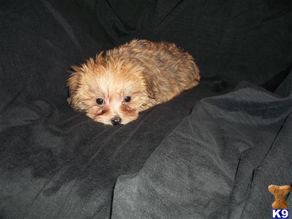 Mixed Breed Puppies
