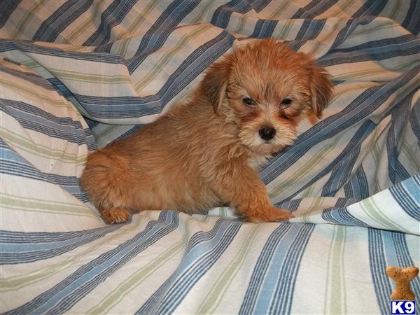 Mixed Breed Puppies