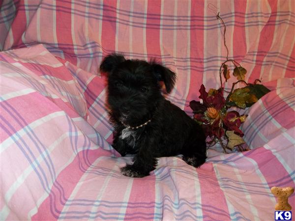 Puppies in Newcomerstown