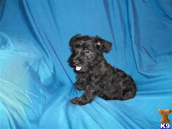 Mixed Breed Puppies