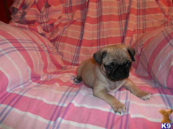 Puppies in Newcomerstown