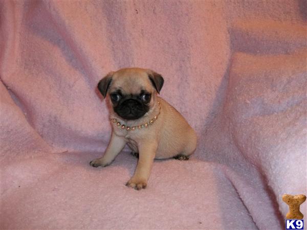 Puppies in Newcomerstown
