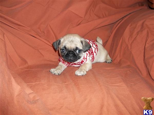 Puppies in Newcomerstown