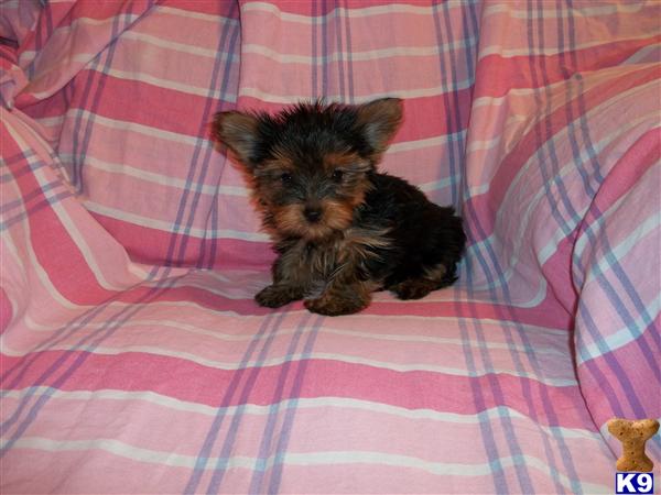 Puppies in Newcomerstown