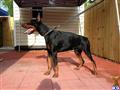 Doberman Pinscher