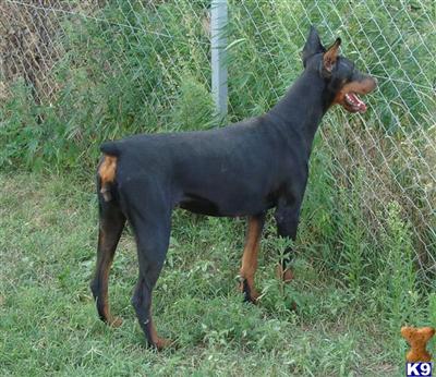Dogs - Doberman Pinscher
