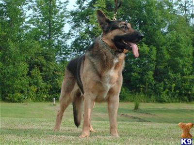 Stud Dogs - German Shepherd