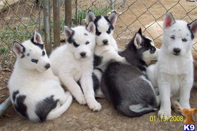 Siberian Husky Puppies for Sale