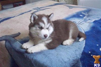 Siberian Husky Puppies for Sale