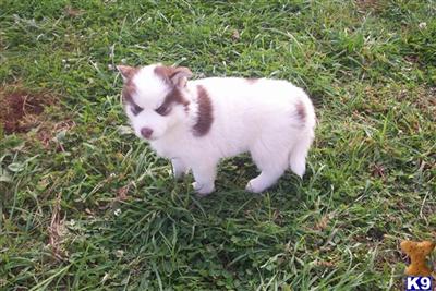 Siberian Husky Puppies for Sale