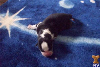 Puppies in NC