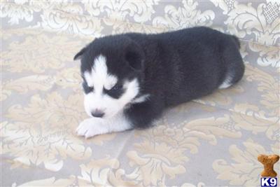 Puppies in NC