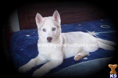 Siberian Husky Puppies for Sale