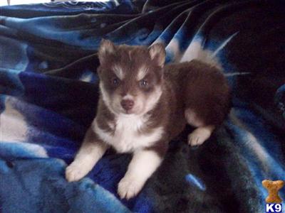 Siberian Husky Puppies for Sale