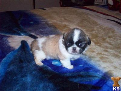 Pekingese Puppies for Sale