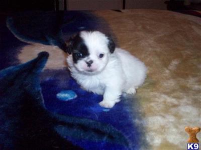 Pekingese Puppies for Sale
